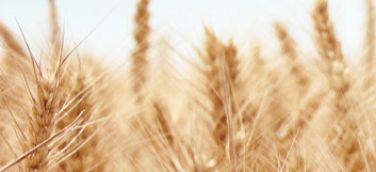 內(nèi)蒙古紫牛生物科技有限公司網(wǎng)站上線(xiàn)了！